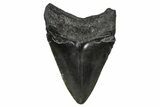 Serrated, Fossil Megalodon Tooth - South Carolina #374236-1